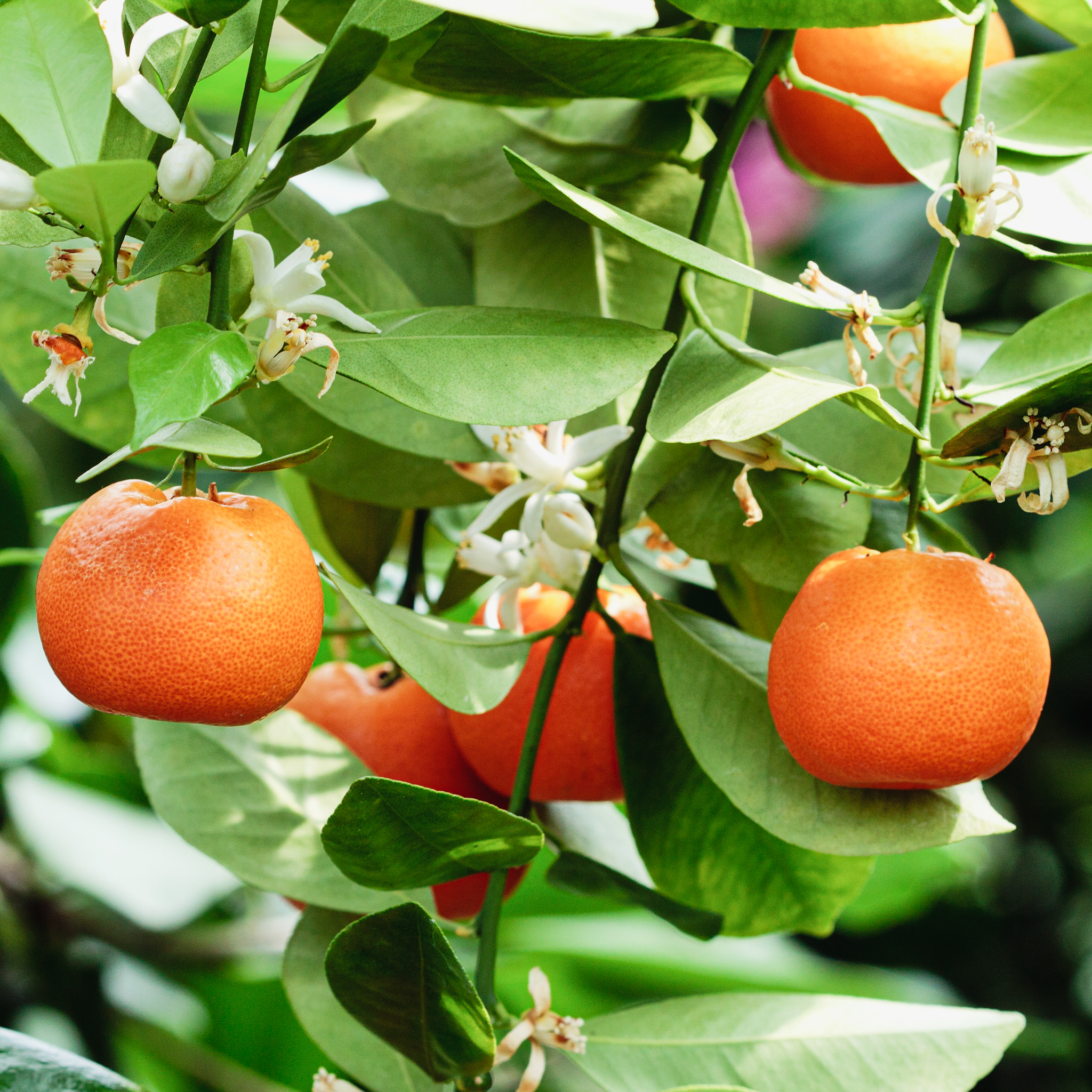 POMARAŃCZA (słodka) olejek eteryczny | URULU - obrazek 3