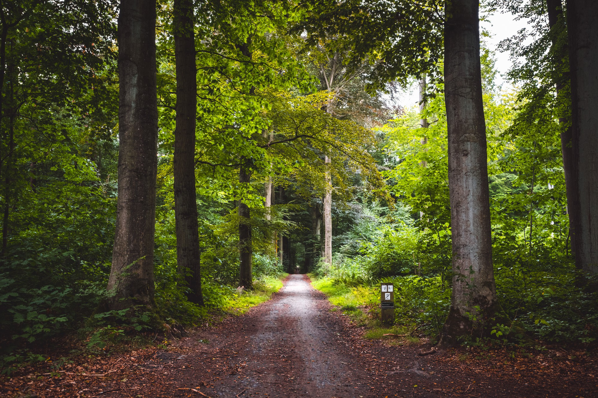 Read more about the article Terapia lasem – naturalna metoda na stres?
